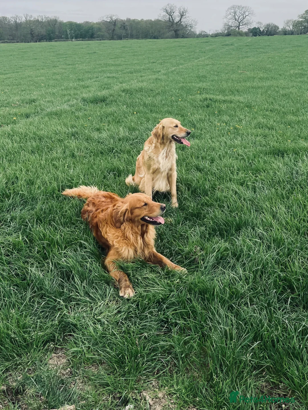Golden Retriever dogs for sale: Health tested golden retrievers  - Advert 5