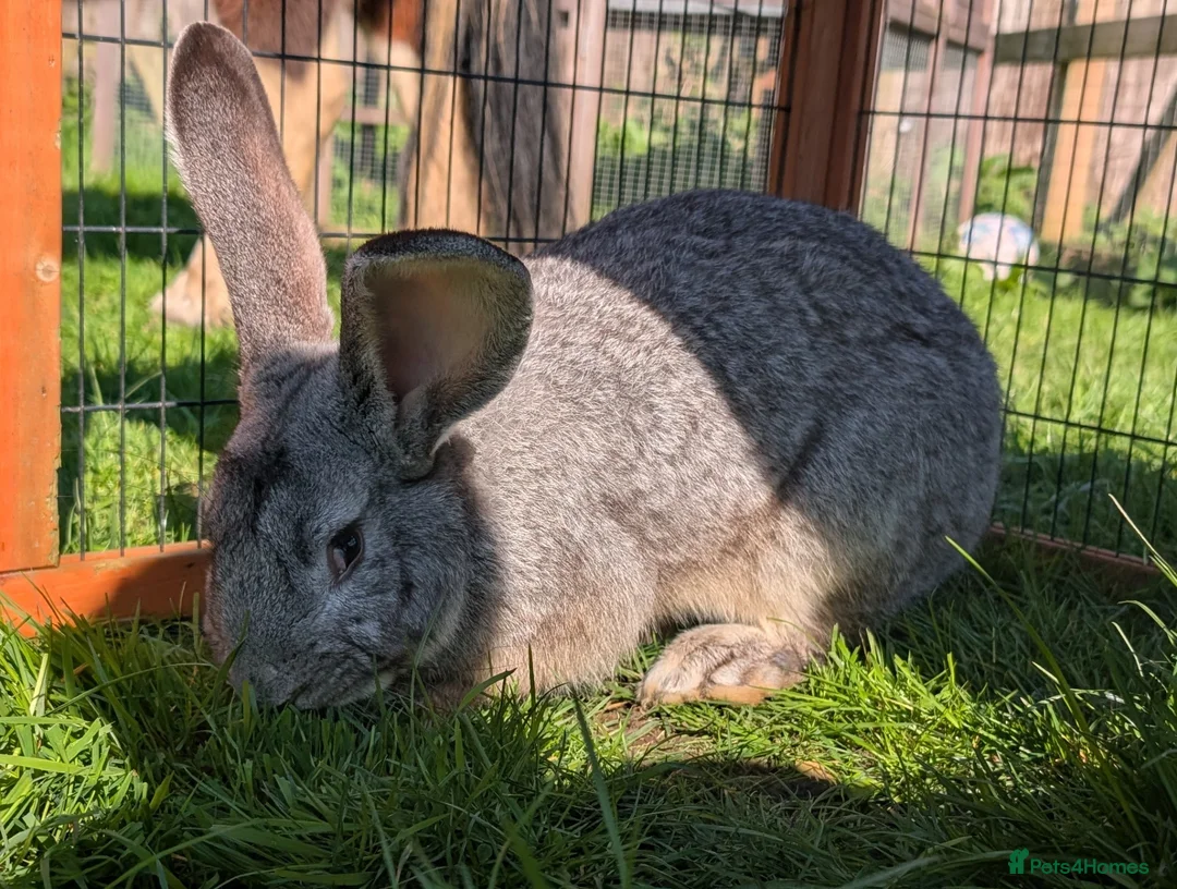 Continental Giant rabbits for sale: Male Chinchilla Continental Giant Rabbit  - Advert 2