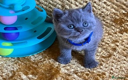 British Shorthair cats for sale: GCCF registered ChampionBloodline 5GENpedigree BSH - Image 10