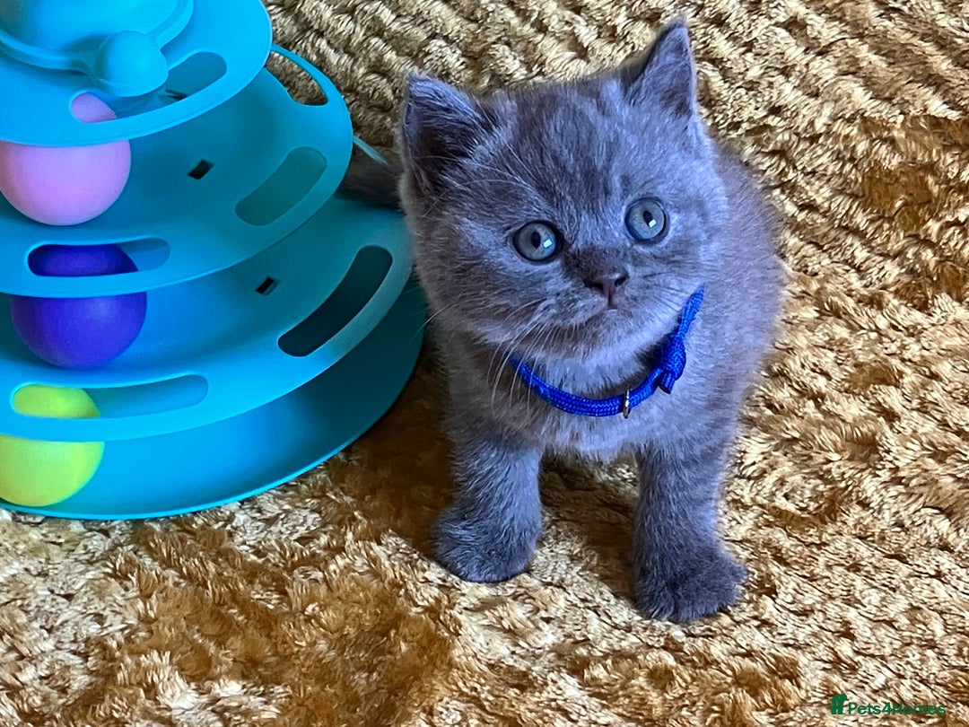 British Shorthair cats for sale: GCCF registered ChampionBloodline 5GENpedigree BSH - Image 10