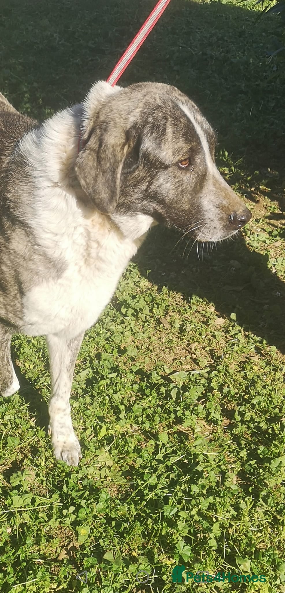 Mixed Breed dogs Please can you offer Nana a home 🏡  - Advert 8