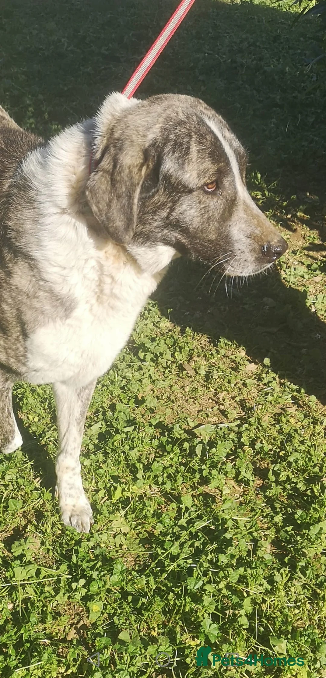 Mixed Breed dogs for adoption: Please can you offer Nana a home 🏡  - Advert 1