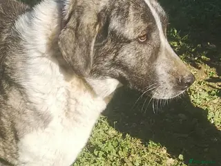 Mixed Breed dogs Please can you offer Nana a home 🏡 - Advert 8