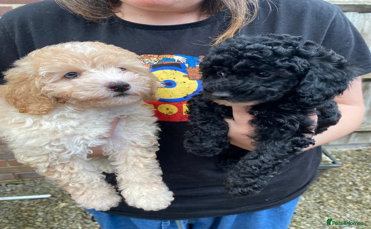 Cavapoo dogs - Advert 1
