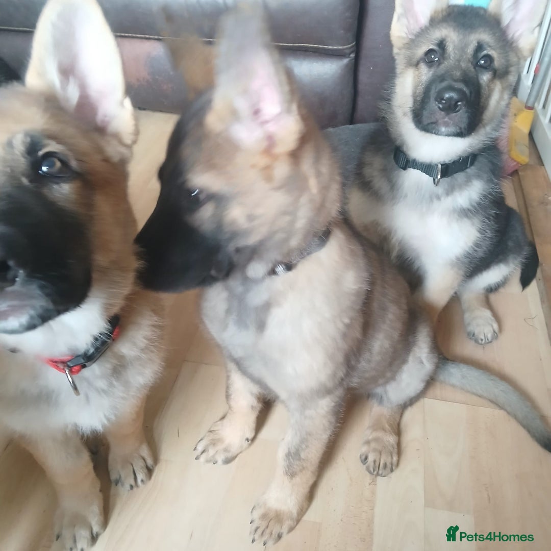 German Shepherd dogs for sale: Beautiful German Shepherd Puppies - Image 17