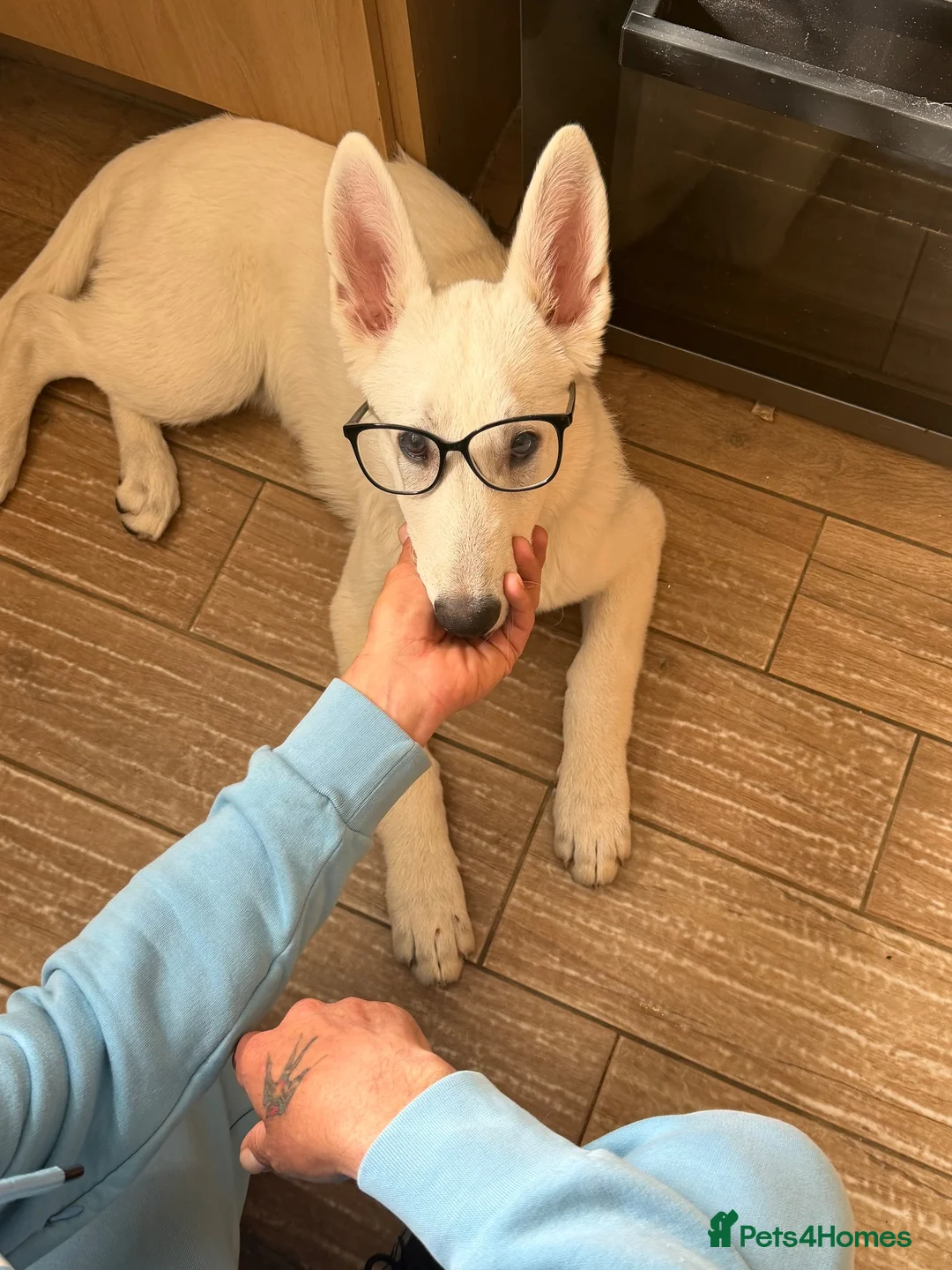 German Shepherd dogs for sale: White German shepherd  - Advert 3