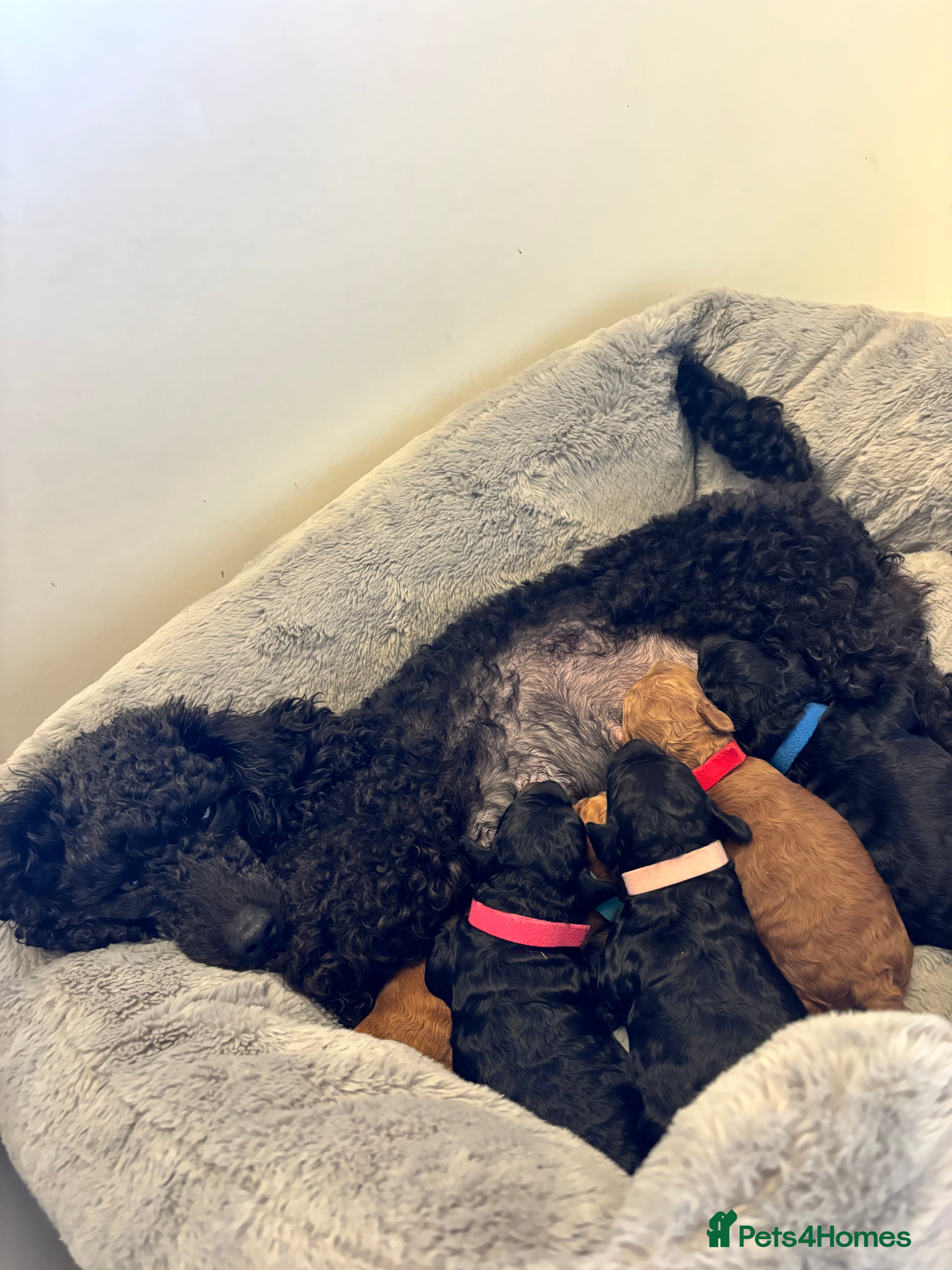 Toy Poodle dogs Kc Registered Toy Poodle Puppies - Advert 1