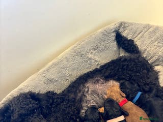 Toy Poodle dogs Kc Registered Toy Poodle Puppies - Advert 1