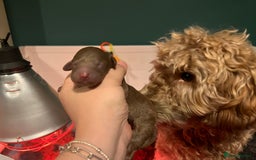 Australian Labradoodle dogs for sale: Healthy tested true Australian Labradoodle pups - Image 10