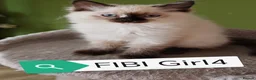 Ragdoll cats for sale: WONDERFUL 100% RAGDOLL  - Advert 5