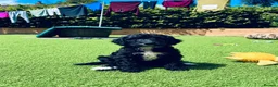 Sproodle dogs for sale: Stunning F1 Sproodles  - Advert 4