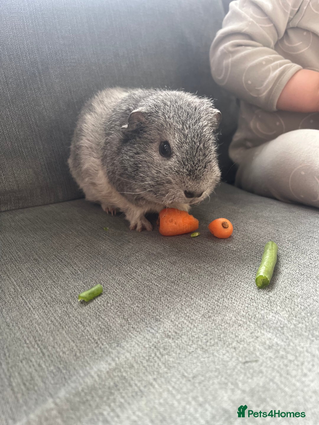 Guinea Pig rodents for sale: 2 Boy guinea pigs - Image 5