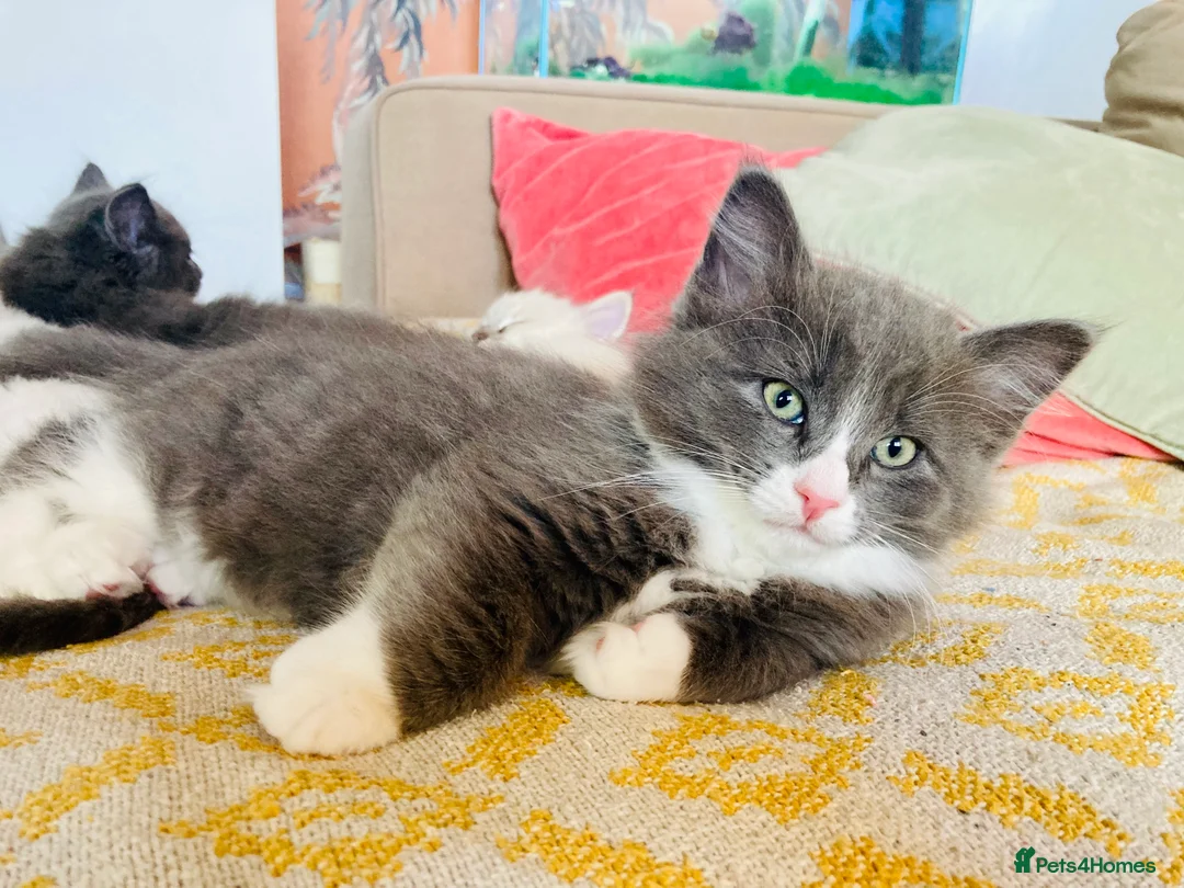 Maine Coon cats for sale: Rag Coon Kittens - Advert 13