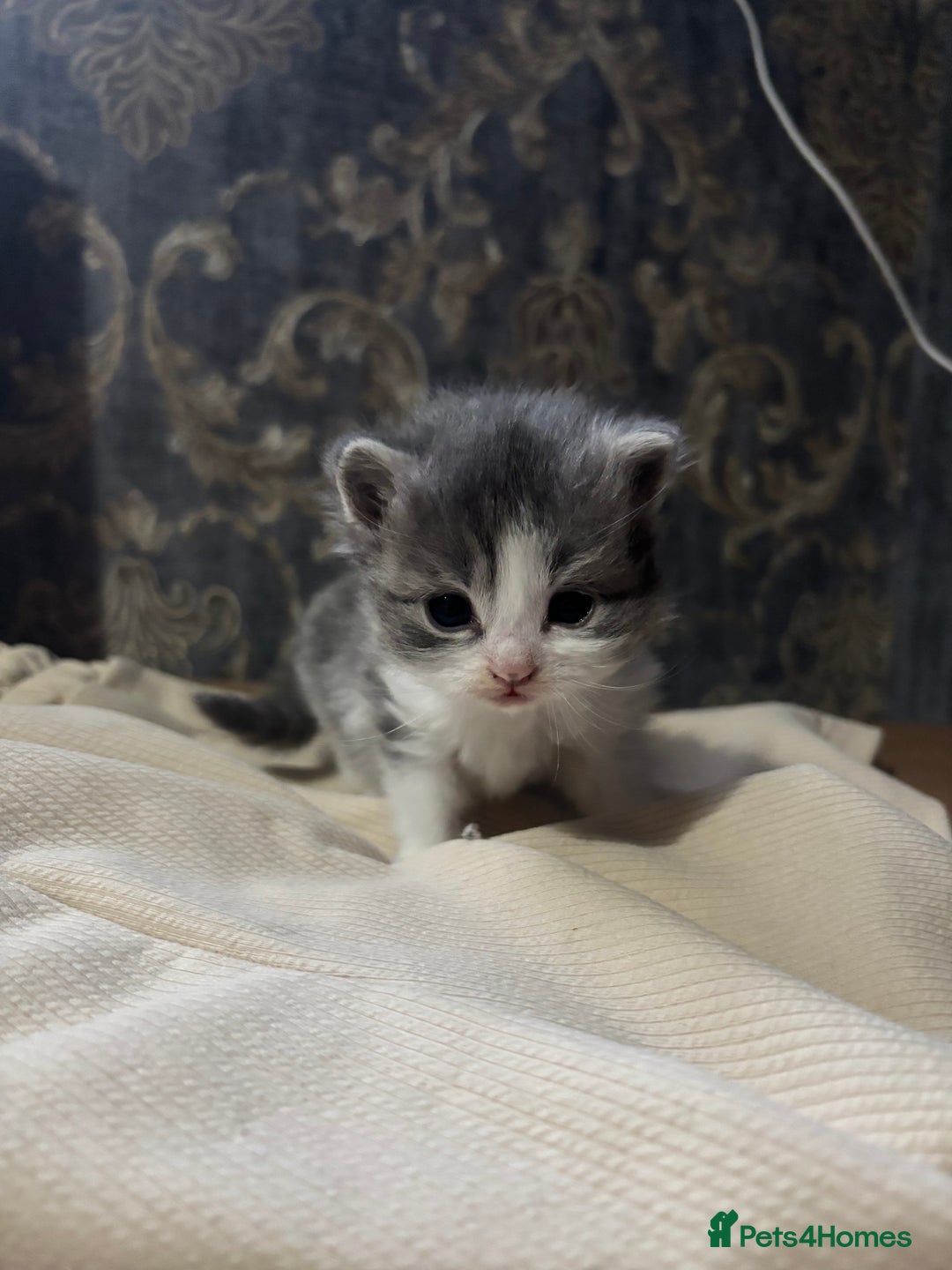 Mixed Breed cats for sale: Mixed kittens  - Advert 7