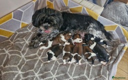 Mixed Breed dogs for sale:  Gorgeous Shih tzu poppies .🐶🐾 - Image 1