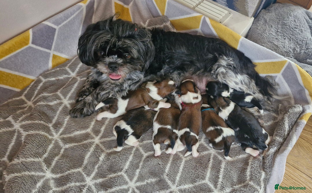 Mixed Breed dogs for sale:  Gorgeous Shih tzu poppies .🐶🐾 - Image 1