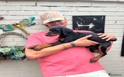 Dobermann dogs for sale: 🐾 Purebred Dobermann Puppies – Family Raised - Image 4
