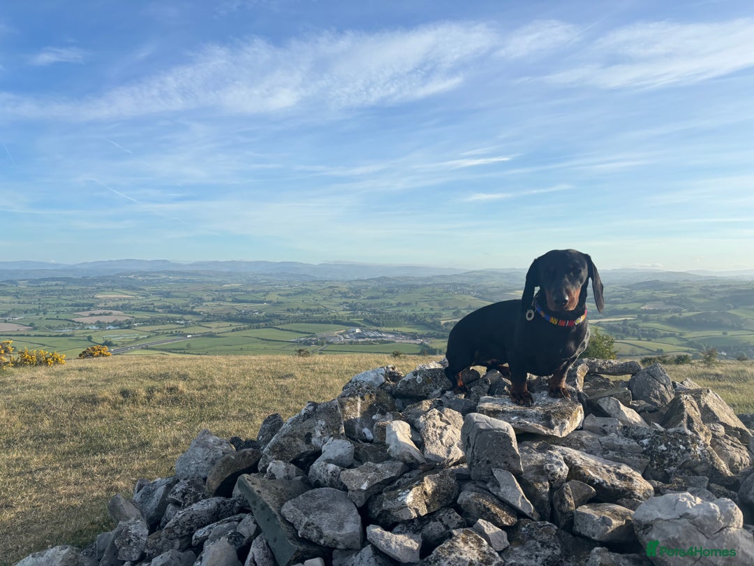 Dachshund dogs for sale: Four beautiful wire haired boys - Advert 10