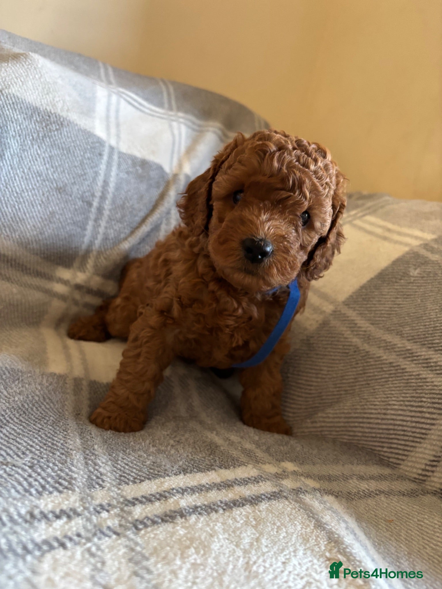 Cockapoo dogs 🐶Beautiful Cockapoo Puppies❤️ - Advert 1