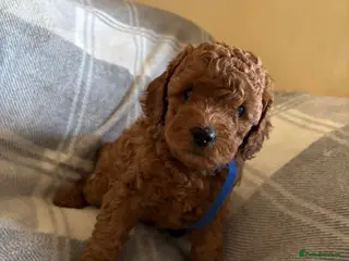Cockapoo dogs 🐶Beautiful Cockapoo Puppies❤️ - Advert 6
