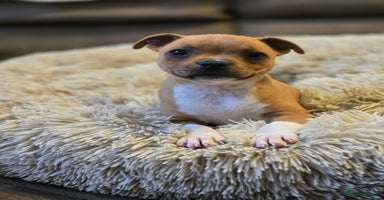 Staffordshire Bull Terrier dogs - Advert 10