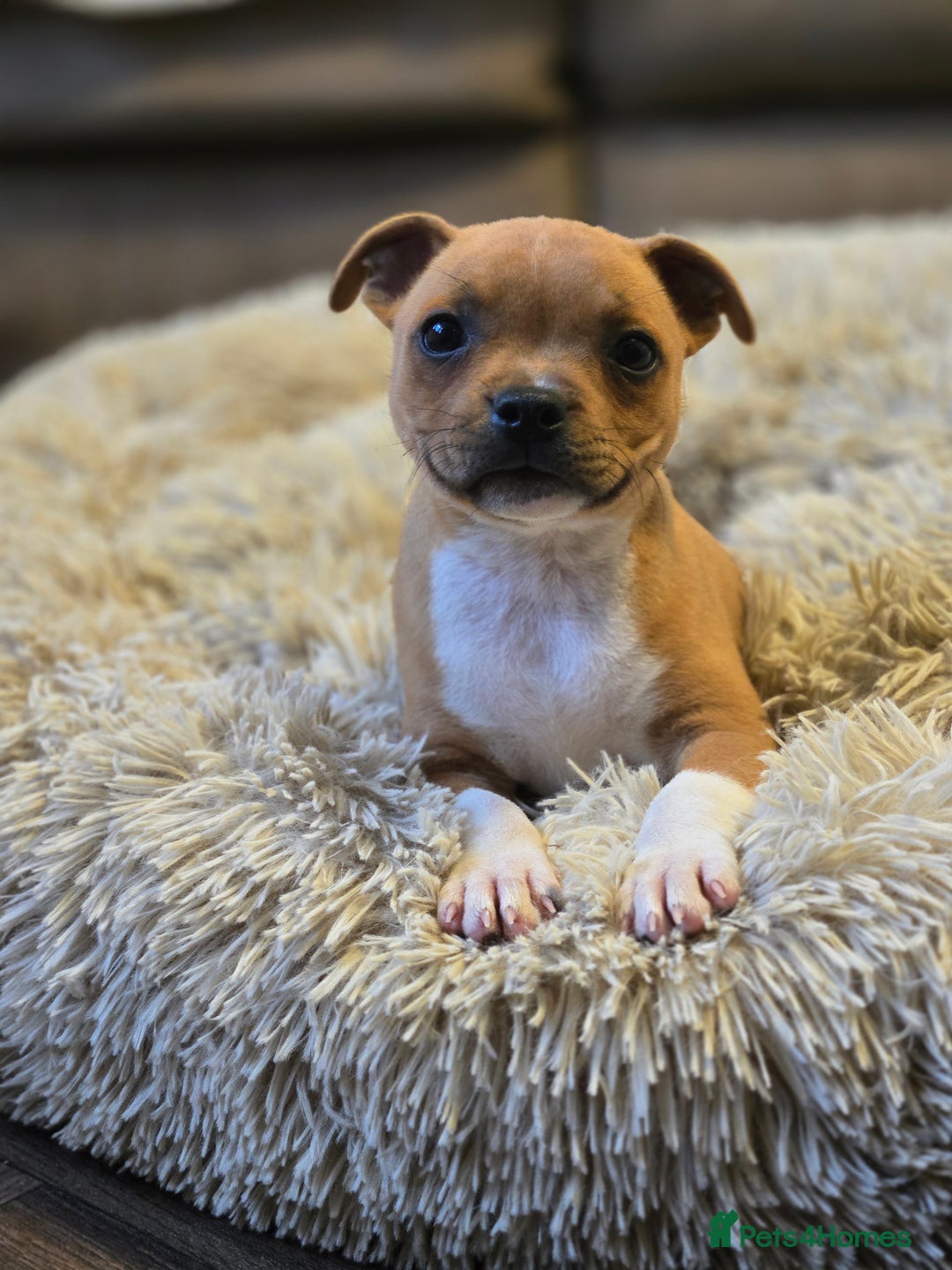 Staffordshire Bull Terrier dogs for sale: !READY NOW! KC Reg Quality Red Staffy Puppies  - Image 2