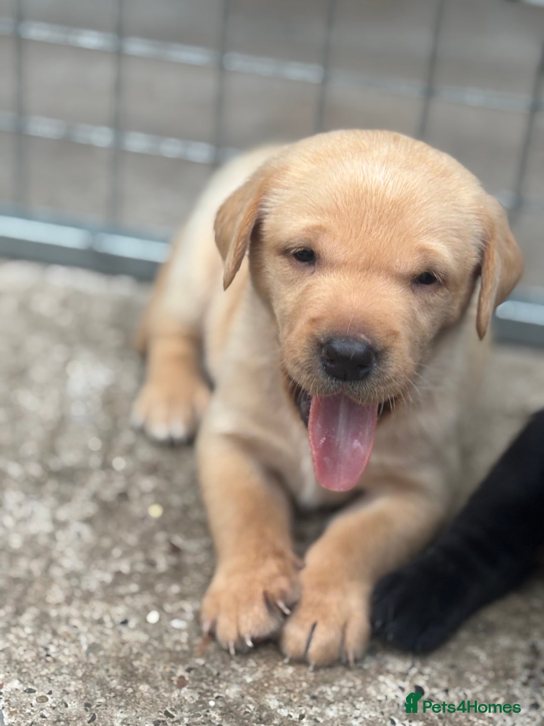 Labrador Retriever dogs for sale: 8 Kennel club reg  health tested chunky Labradors  - Image 7