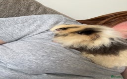Guinea Pig rodents for sale: Alvin the guinea pig - Image 2