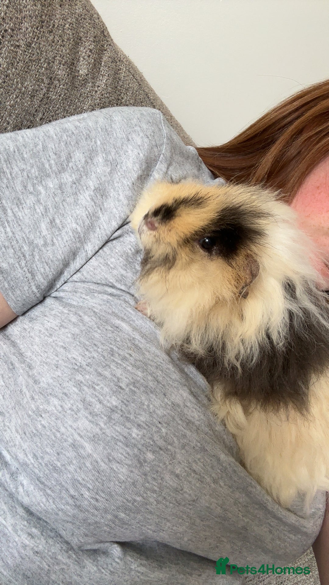 Guinea Pig rodents for sale: Alvin the guinea pig - Image 2