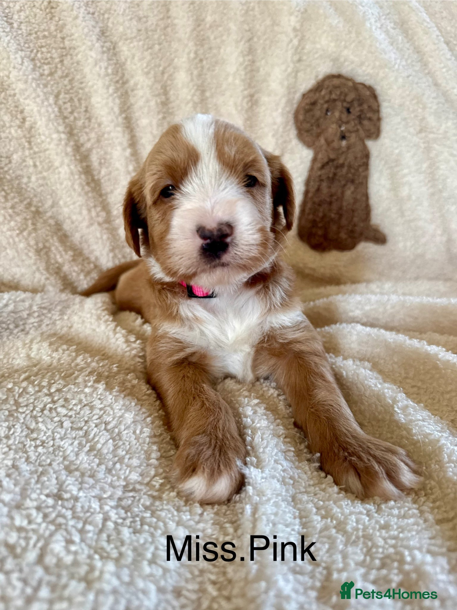 Australian Labradoodle dogs Gorgeous Tuxedo Marking Australian Labradoodles - Advert 2