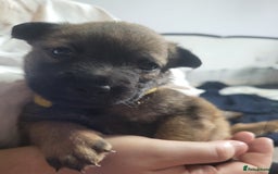 Mixed Breed dogs for sale: Belgian Malinois X Shar-pei puppies  - Image 31