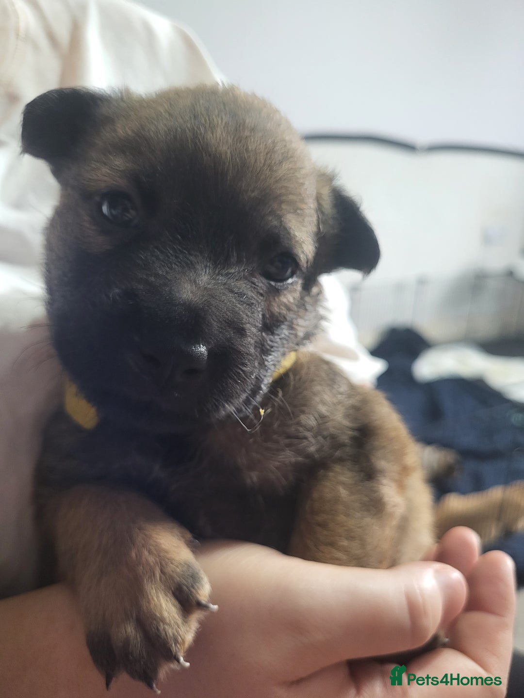 Mixed Breed dogs for sale: Belgian Malinois X Shar-pei puppies  - Image 31