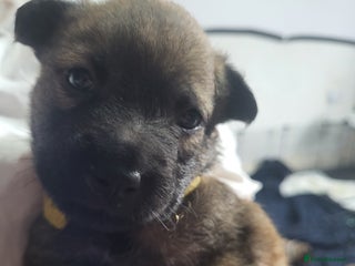 Mixed Breed dogs - Advert 23