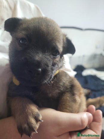 Mixed Breed dogs - Advert 16