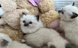 Ragdoll cats for sale: Seal Mitted Ragdoll babies, 4 girls 1 boy - Image 8