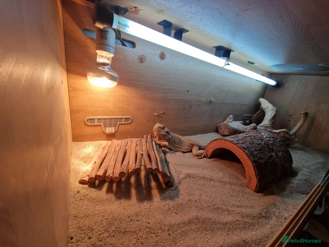 Bearded Dragon reptiles for sale: 2 Male Bearded Dragons, 1 Is A Silk Back. - Advert 1