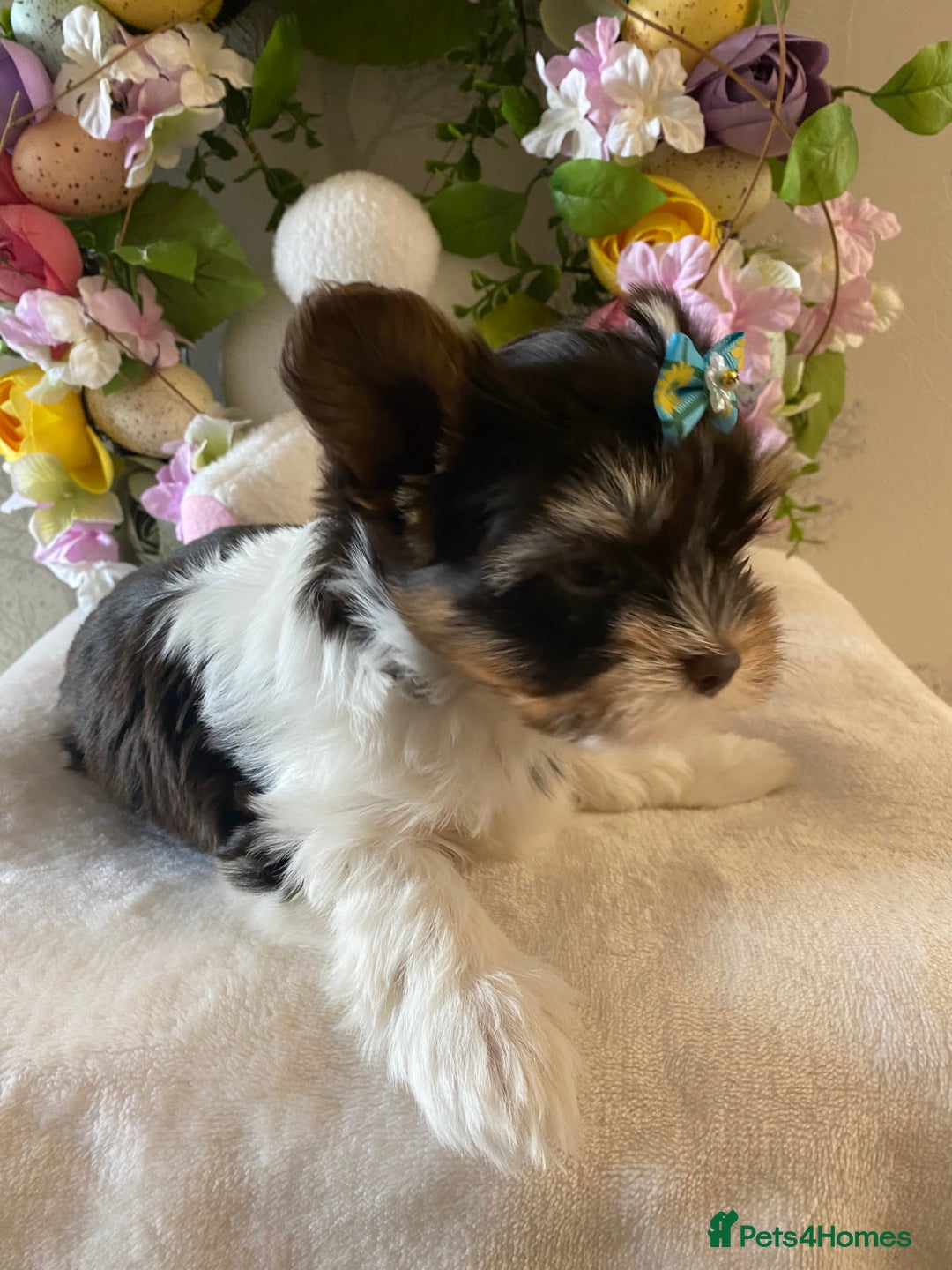 Yorkshire Terrier dogs for stud: Dark chocolate brown small Yorkshire Terrier STUD - Image 5