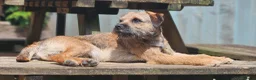 Border Terrier dogs for sale: Wilf is Looking for his forever home - Advert 3
