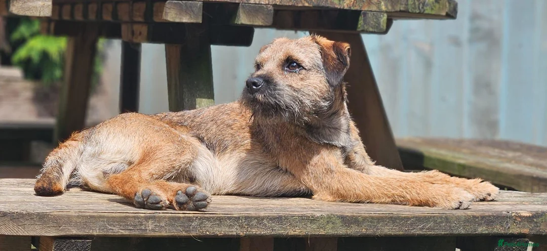 Border Terrier dogs for sale: Wilf is Looking for his forever home - Advert 3