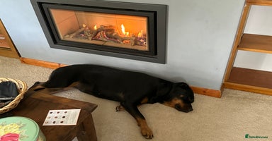 Rottweiler dogs - Advert 7