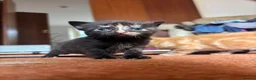 Mixed Breed cats for sale: Beautiful Calico & Ginger Kittens. Ready in 3 week - Advert 14