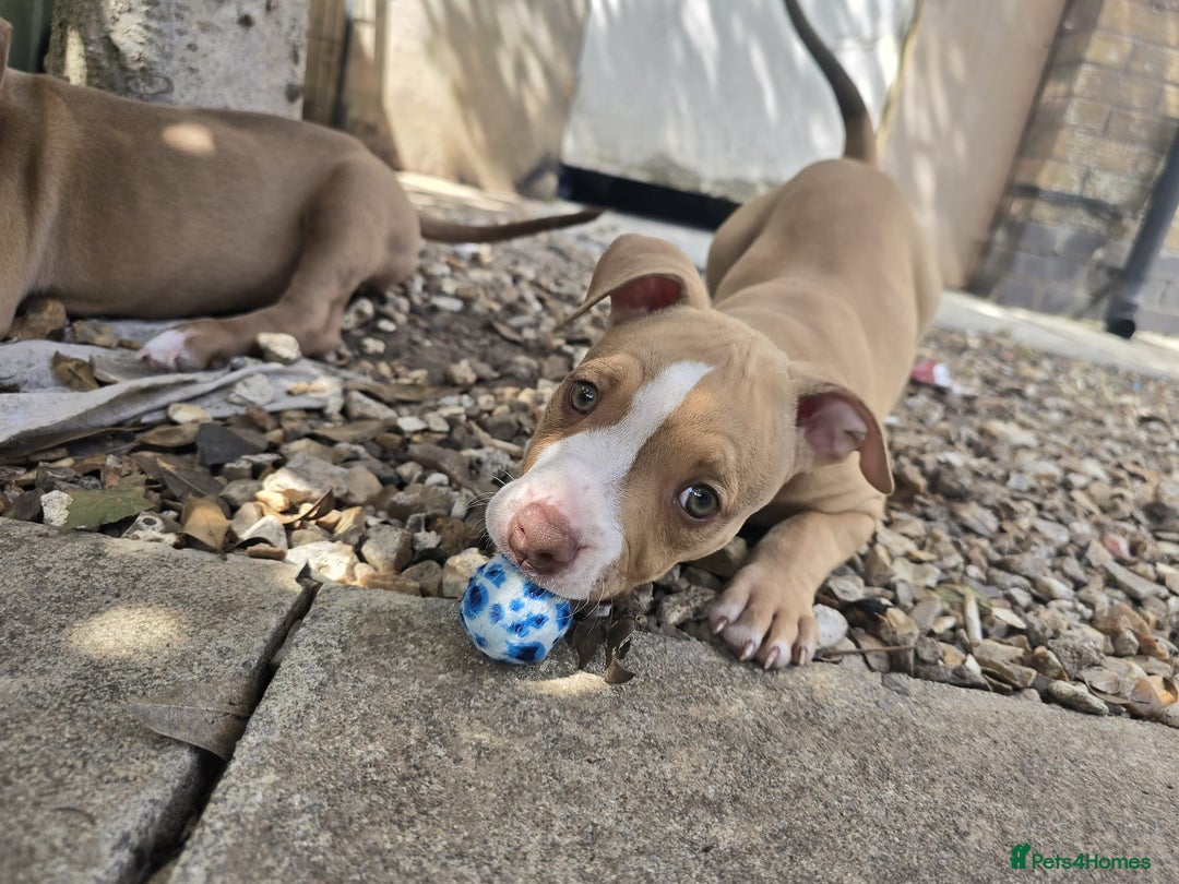 American Bully dogs for sale: Super chunky pocket bullies Ready to leave! - Image 21