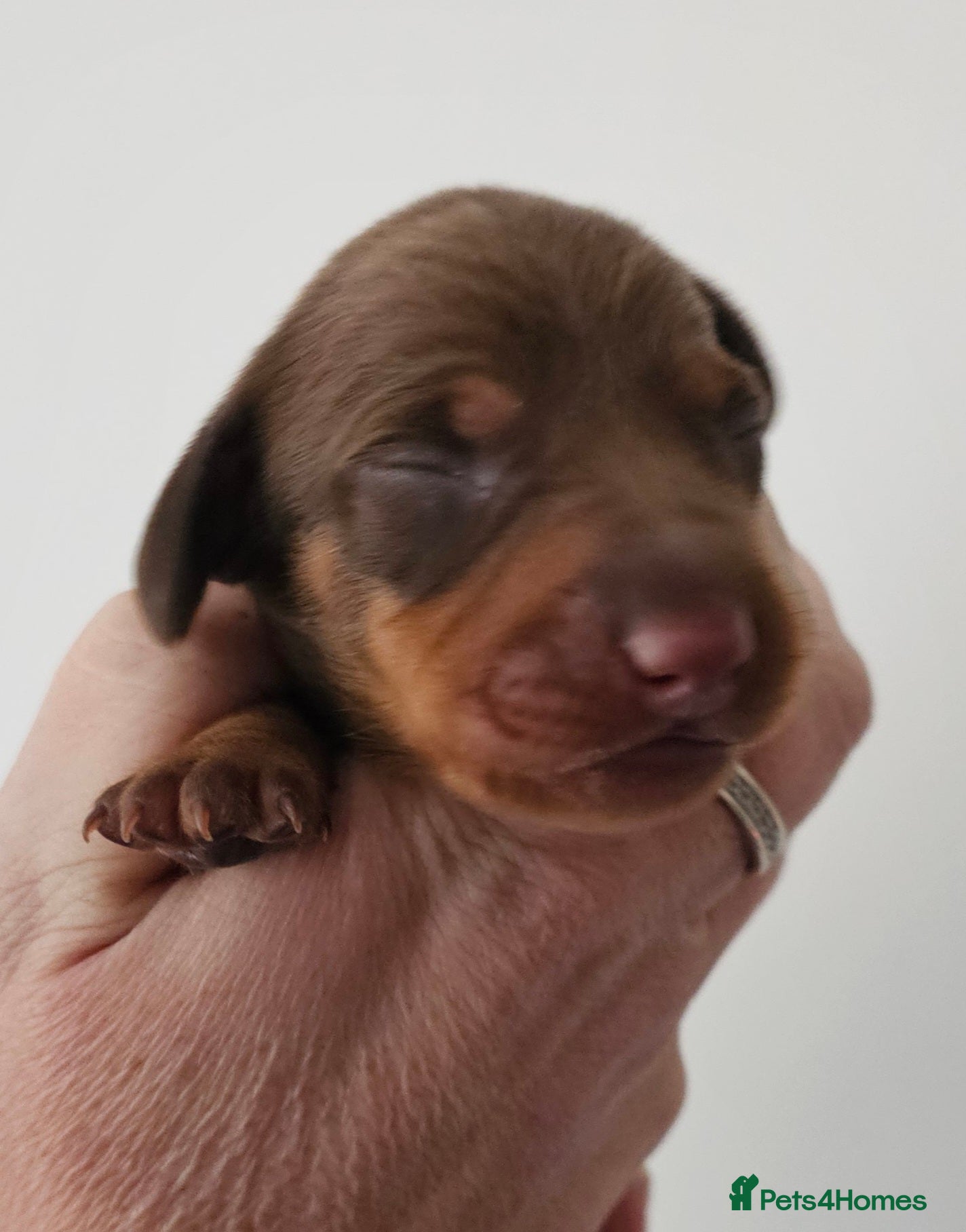 Dachshund dogs Stunning puppies, kc registered parents  - Advert 2