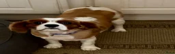 Cavalier King Charles Spaniel dogs for sale: Cavalier girl  - Advert 5