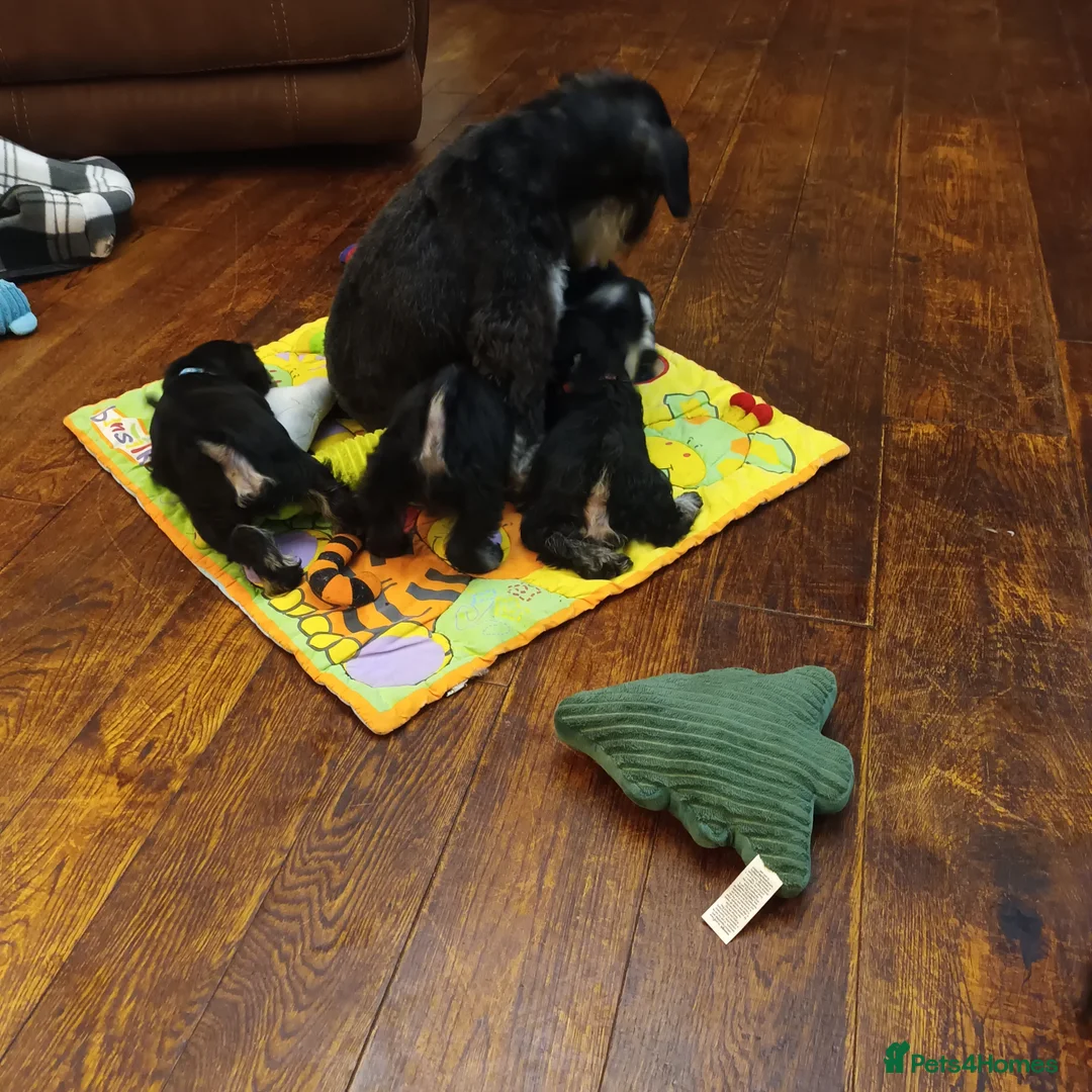 Miniature Schnauzer dogs for sale: Beautiful litter of miniature Schnauzer puppies - Advert 4
