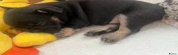 French Bulldog dogs for sale: Beautiful French bulldog puppies - Advert 37