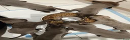 Whippet dogs for sale: KC Registered Whippet Puppies - Advert 9
