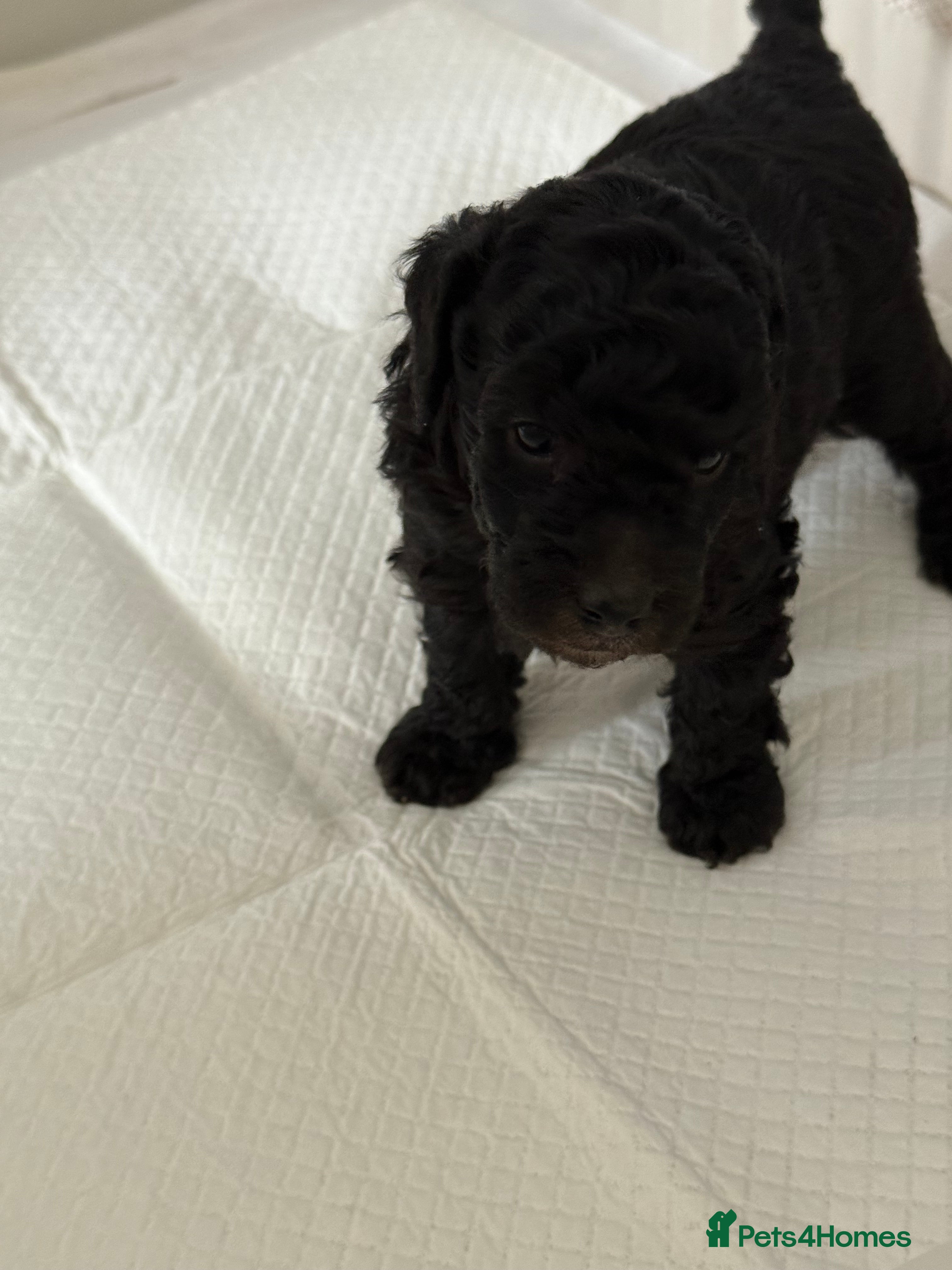 Miniature Poodle dogs Silver miniature poodle pups - Advert 2