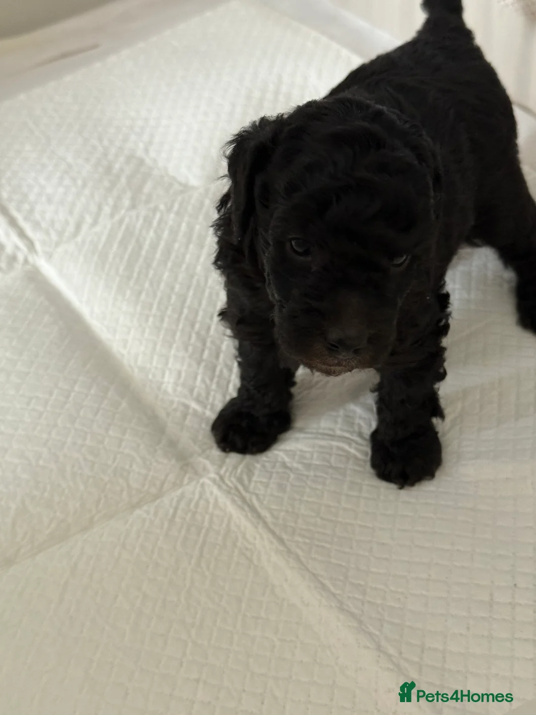 Miniature Poodle dogs for sale: Silver miniature poodle pups in Middlesbrough - Advert 2