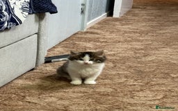 Mixed Breed cats for sale: Kittens for adoption  - Image 2